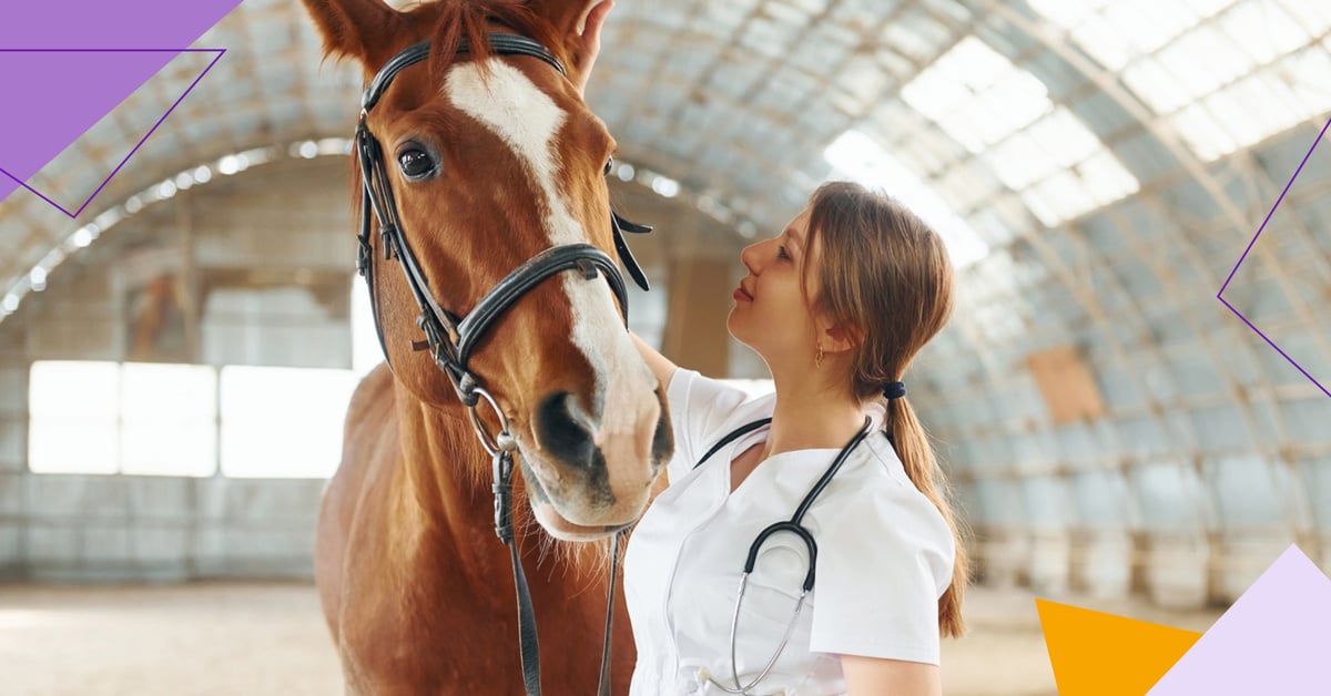 An Overview: Equine Pain Management Treatment Options - Senior Cat Pain Management With Equine Therapy
